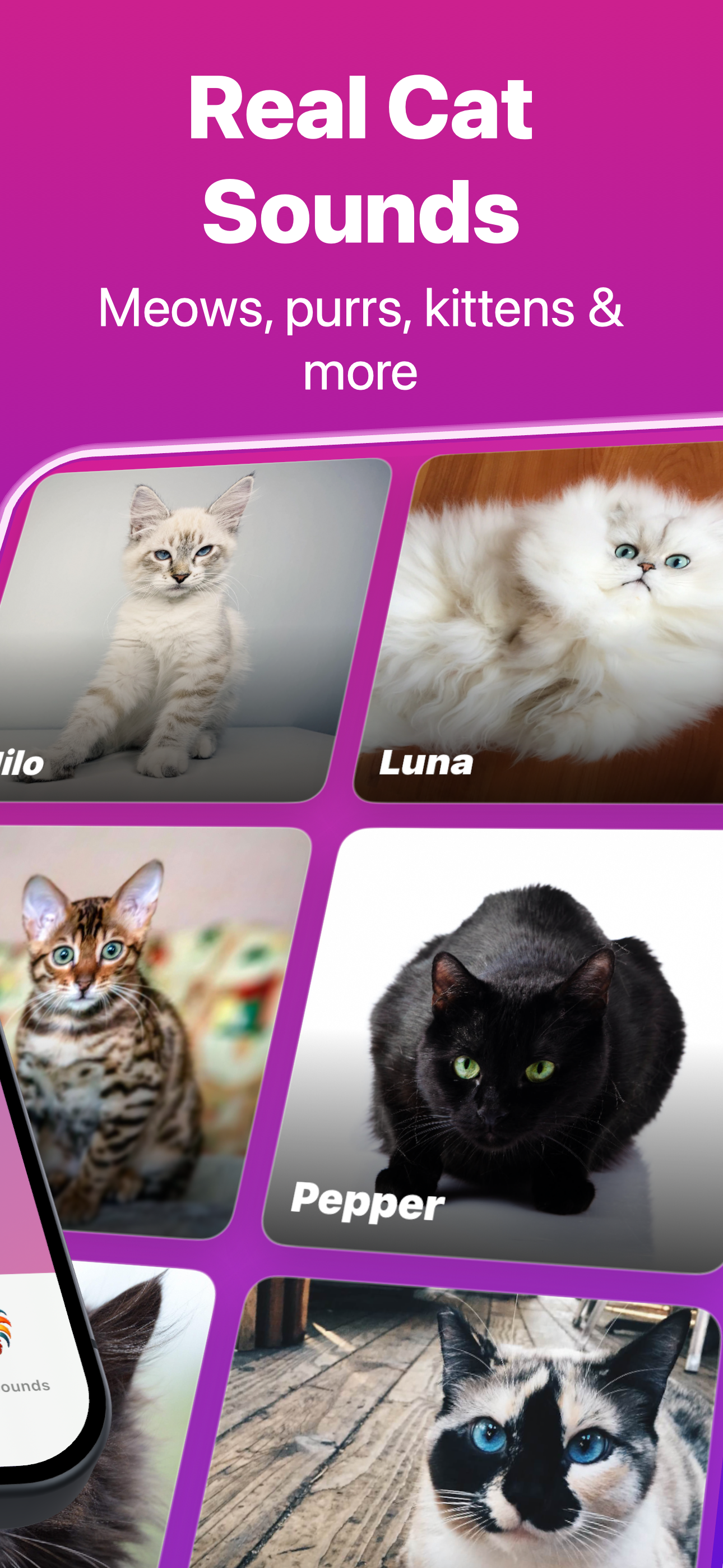 Cat sounds collection screen